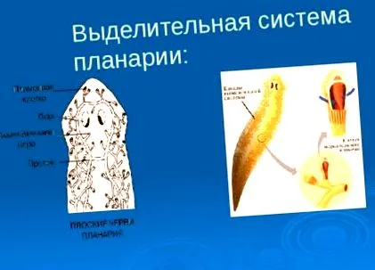 кишкові