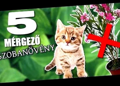 глисти глисти