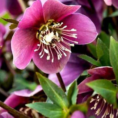 градинарство hellebore