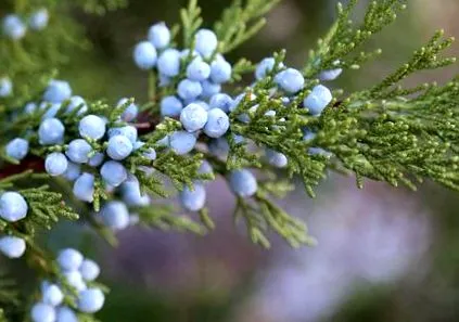 масло Aromax