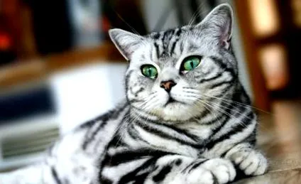 котки британско