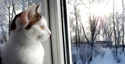 най-важни котенца