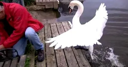 lebădă lebădă