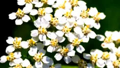 чаена лъжичка подпомага храносмилането
