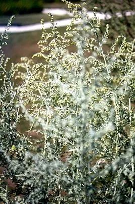 лечебен artemisia