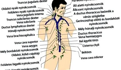 ваги ваги