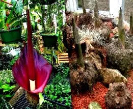 диета amorphophallus