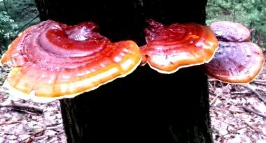 ganoderma extract