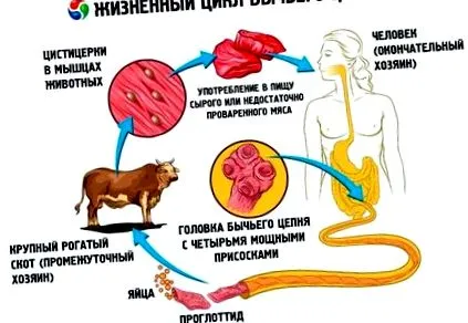 germitox паразити
