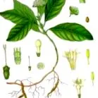 ierbă
