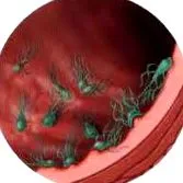 acest lucru giardia