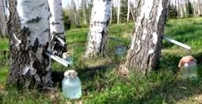 можем детоксикирайте