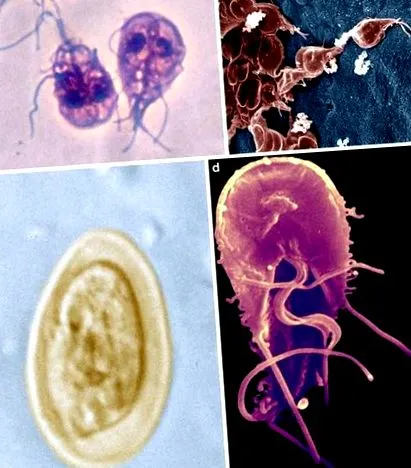 giardia hond