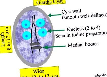 giardia duodenalis