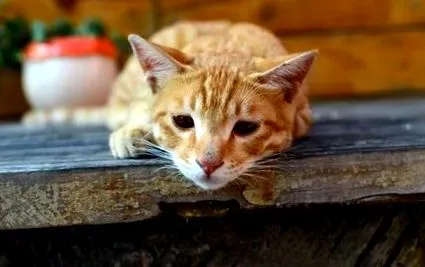gatos