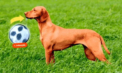 canina medicamento