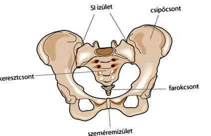articulară vertebrale