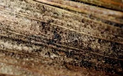 helminthosporium вредители