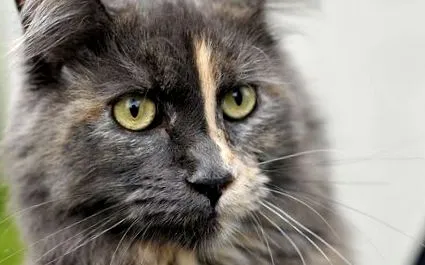 котка котка