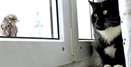 птици котето