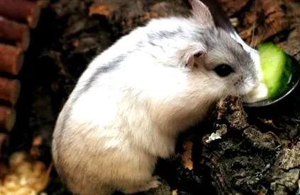 hamster hamster
