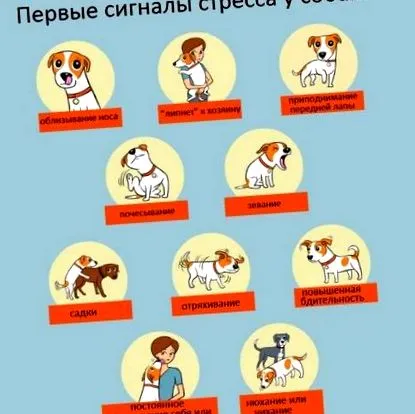 стрес домашен любимец