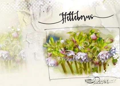 helleborus морозник Helleborus