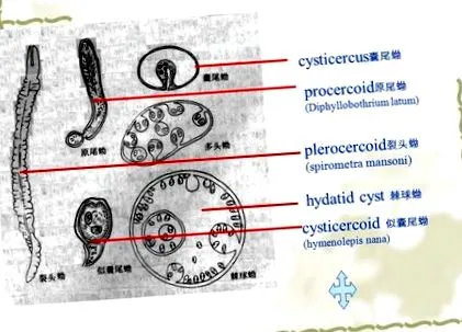 редагувати Симптоми свічки