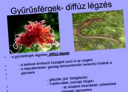 viermi oameni