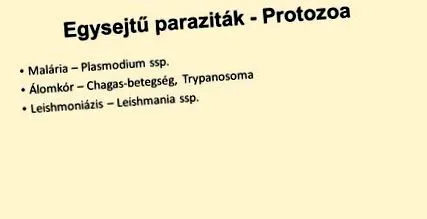 навигация viermi