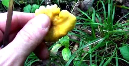 Признаци хелминти Признаци хелминти
