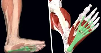 заболявания заболявания