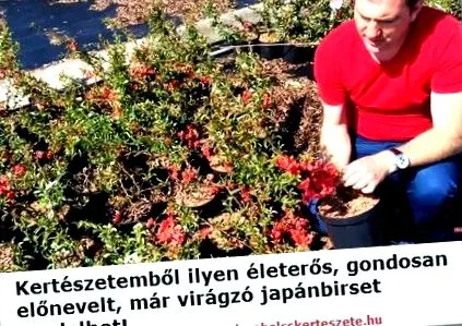 японські сорти