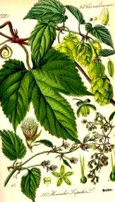 Humulus lupulus
