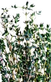 Thymus vulgaris мащерка
