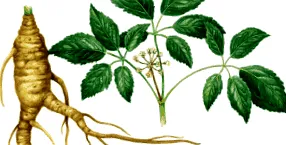корейски panax