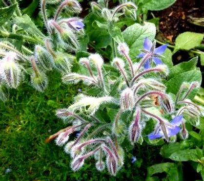 borago