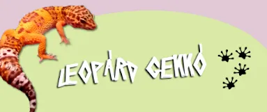 leopard leopard