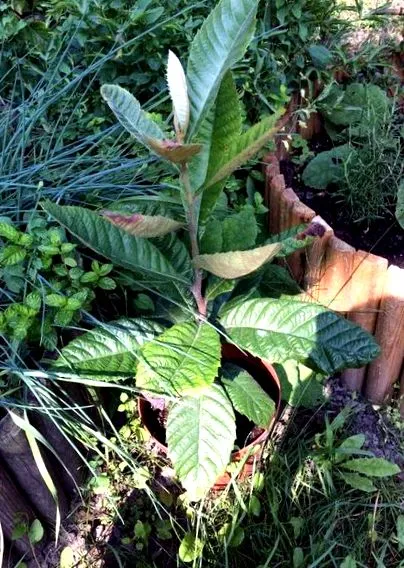 форум loquat