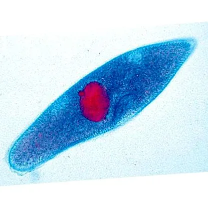 protozoaires homme