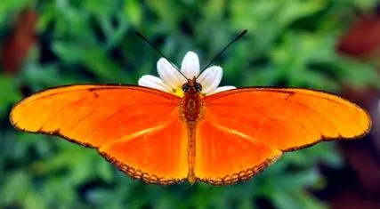 garden butterfly