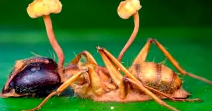 parasite мураха