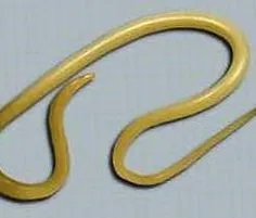 worm получите