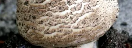 blazei Agaricus blazei