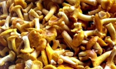 вкус горчив