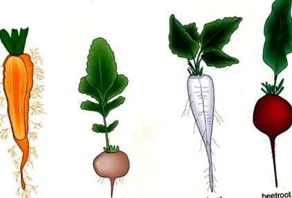 root какво