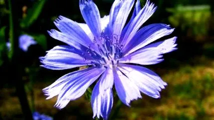 лечебен cichorium