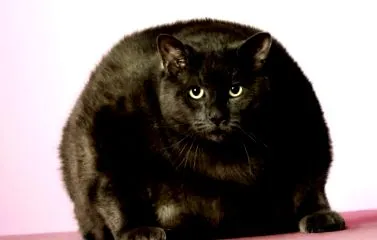 котки