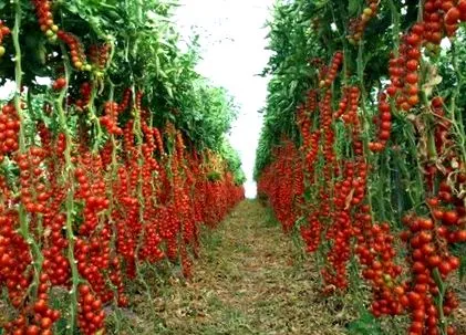 можете този