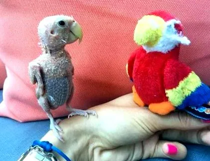 fericit trăiesc